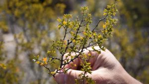 Cuáles son los beneficios de la jarilla, la planta nativa del norte de la Patagonia con mayor actividad antioxidante