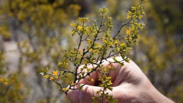 Cuáles son los beneficios de la jarilla, la planta nativa del norte de la Patagonia con mayor actividad antioxidante