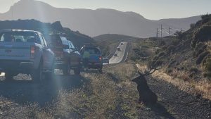 Chocó con un ciervo en la Ruta 40, en Neuquén: qué pasó con los ocupantes del auto y el animal
