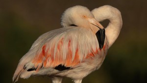 Flamencos en peligro: la danza de conservación en el humedal El Macá de Río Negro