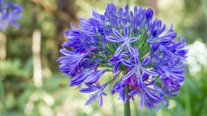 Un truco rápido para llenar de agapanthus tu jardín: fáciles de reproducir y multiplicar