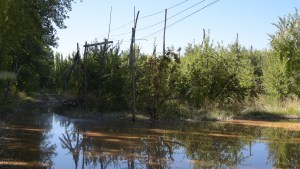 Fruticultura: aún hay chacras inundadas y se evalúa el efecto del granizo en el Alto Valle este