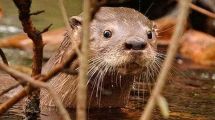 Imagen de Momento único: registraron un Hullín en Parque Los Alerces, el famoso lobito de río de la Patagonia
