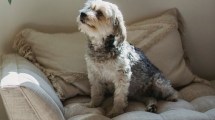 Imagen de El truco viral que te servirá si vivís con mascotas: “Debe ser por la estática” 