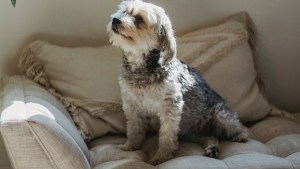 El truco viral que te servirá si vivís con mascotas: “Debe ser por la estática” 