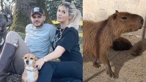 Mauro Icardi ingresó al edificio de Wanda Nara a devolver las mascotas: «Teme por los carpinchos»