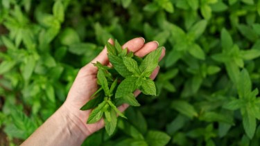 Menta en el mate.