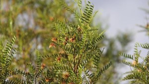 Cómo transforman una planta como la jarilla en alimento funcional