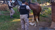 Imagen de Rescataron más de 50 animales maltratados: investigan faena clandestina y contaminación en Cipolletti