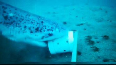 Sin saberlo, el tiburón gato pardo quedó registrado al responder al estímulo de la caballa utilizada como cebo. Foto: Gentileza Alejo Irigoyen, Proyecto Arrecifes. 