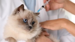 Nueva jornada de vacunación antirrábica para perros y gatos en Neuquén: cuándo y dónde es