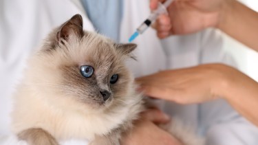 Vacunación antirrábica para perros y gatos en Neuquén.