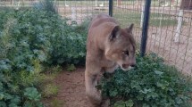 Imagen de Tortugas, zorros y hasta un puma: el peligro y las consecuencias de domesticar animales silvestres en Neuquén