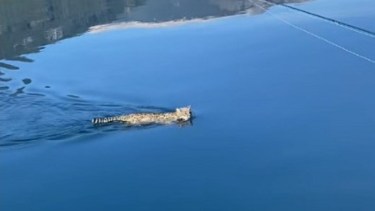Video | Registro inédito: pescaban en un lago del parque Los Alerces y los sorprendió un gato montés