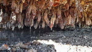 Científicos estudiaron el comportamiento de una especie marina cerca de Las Grutas y esto descubrieron