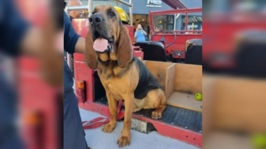 Video | Emotivo reencuentro entre un perro de rescate y su dueño en Bariloche: horas angustiantes con final feliz