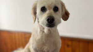 Murió su perrita por la pirotecnia en la apertura de sesiones en Neuquén: «Estamos destruidos con mi familia»