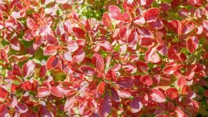 La planta arbustiva de un rojo vibrante que soporta las heladas y es muy fácil de cuidar