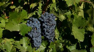 El declive de la vitivinicultura: Neuquén y Río Negro lideran la pérdida de áreas con viñedos