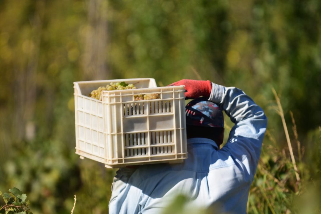 La producción estimada de uvas en la actual vendimia ronda las 7.000 toneladas en Neuquén y las 4.000 toneladas en Río Negro. Foto: Alejandro Carnevale.