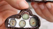 Imagen de Bombones helados de yogur y arándanos súper saludables