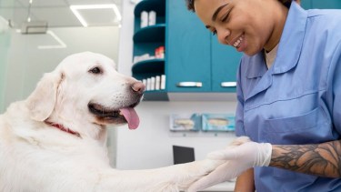 Castraciones de perros y gatos en Cipolletti para abril 2025.