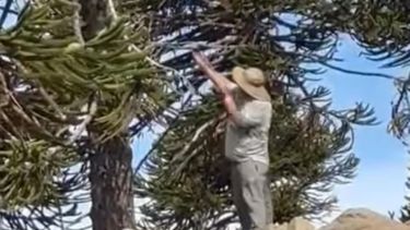 ¡Indignante! Un hombre cosechó piñones a «gomerazos» en Caviahue