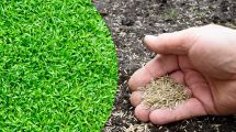 Imagen de El otoño es la época ideal para sembrar césped: cómo hacerlo de forma rápida y sencilla