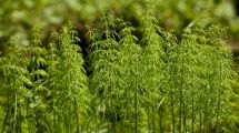 Imagen de Esta planta produce colágeno y es muy fácil de tener en tu jardín