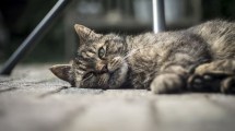 Imagen de ¡No deben superar este tiempo! Cuántas horas pueden estar solos en casa los gatos 