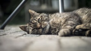 ¡No deben superar este tiempo! Cuántas horas pueden estar solos en casa los gatos 