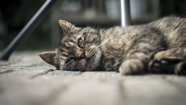 Cuántas horas puede estar un gato solo en casa.