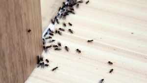 Trucos efectivos para eliminar las hormigas de casa en dos simples pasos: fácil y barato