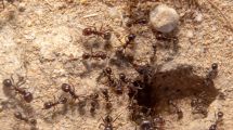 Imagen de Cómo eliminar los hormigueros del jardín con una receta casera infalible