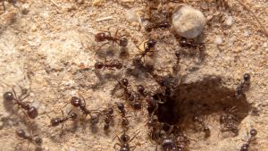 Cómo eliminar los hormigueros del jardín con una receta casera infalible