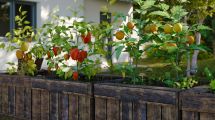 Imagen de Huerta en casa: qué sembrar en abril para tener rápido tu propia producción
