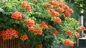 El otoño es ideal para plantar esta trepadora que estalla en flores y es fácil de cuidar