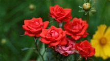 Imagen de Esta planta es muy fácil de cuidar en macetas: regala flores perfumadas todo el año