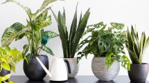 Imagen de Cinco plantas de interior para recibir el otoño en tu casa: fáciles de cuidar y muy ornamentales