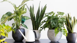 Cinco plantas de interior para recibir el otoño en tu casa: fáciles de cuidar y muy ornamentales