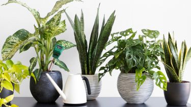 Para que estas plantas se mantengan sanas durante el otoño, recordá reducir la frecuencia de riego.-