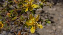 Imagen de Cómo es la jarilla, la planta nativa del norte de la Patagonia que tiene mayor actividad antioxidante