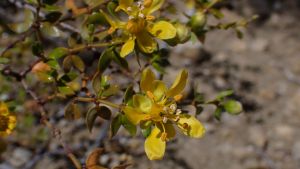 Cómo es la jarilla, la planta nativa del norte de la Patagonia que tiene mayor actividad antioxidante