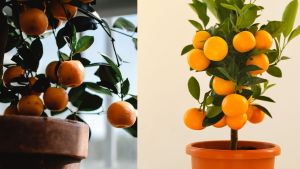 Cuatro árboles para cultivar en macetas que dan frutas: fáciles de cuidar y de rápido crecimiento