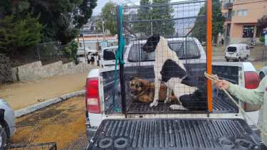 Dos perros atacaron a una mujer en Bariloche: un inspector intentó capturarlo y también fue mordido