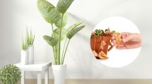 Imagen de ¡No te des por vencido!: cómo resucitar tus plantas si se ven secas