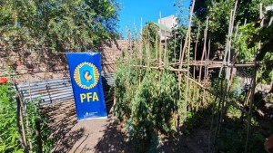 Desmantelan un cultivo de marihuana en Cipolletti y detienen a un hombre