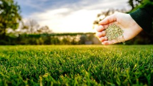 Paso a paso: cómo sembrar césped en marzo para lograr un colchón verde en tu jardín