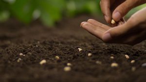 Qué semilla tenés que plantar en marzo para que en mayo puedas hacer tus propias ensaladas