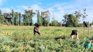 Crean el vivero municipal de Cinco Saltos en la Universidad del Comahue: un sueño hecho realidad